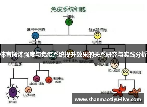 体育锻炼强度与免疫系统提升效果的关系研究与实践分析